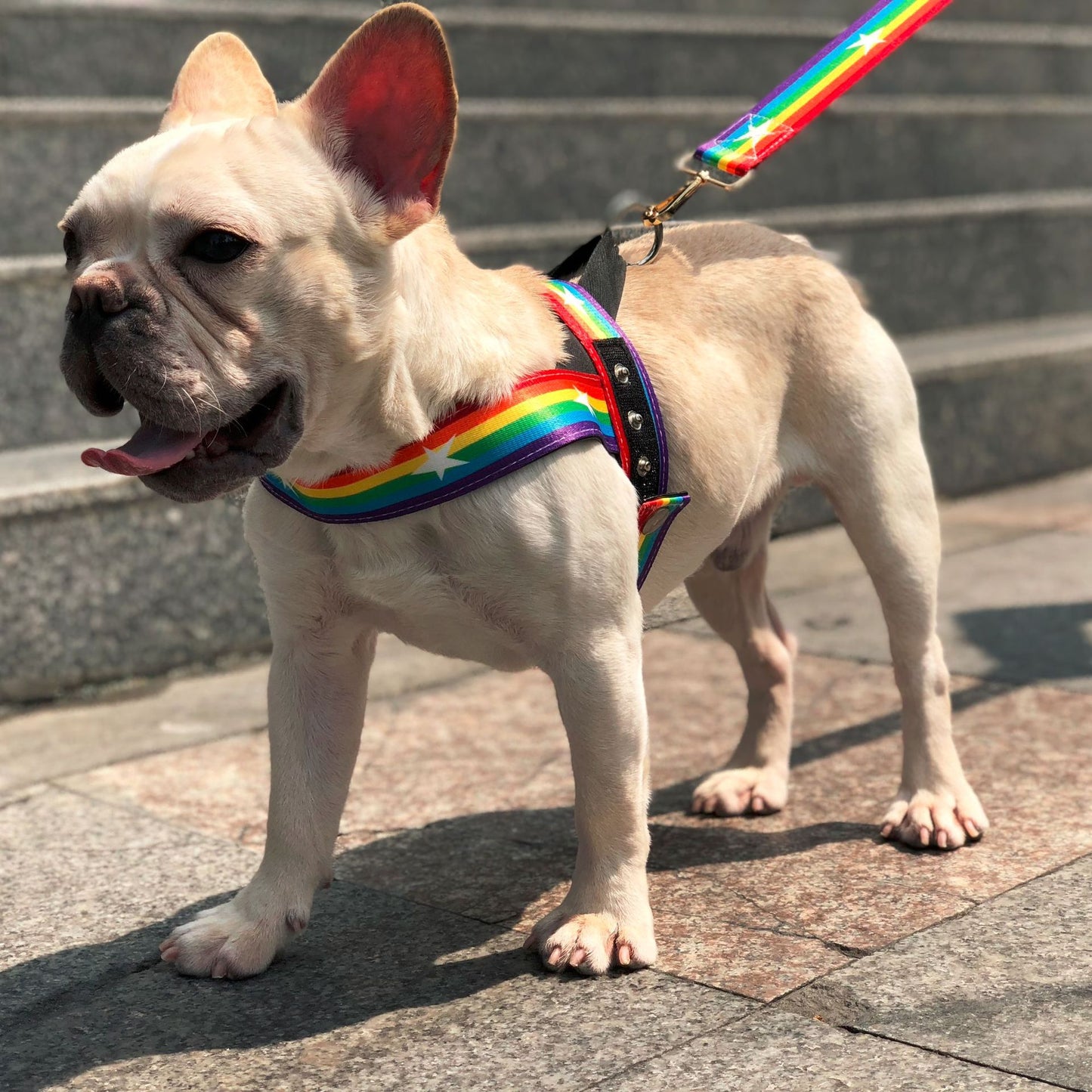 Rainbow Dog Leash Harness Set