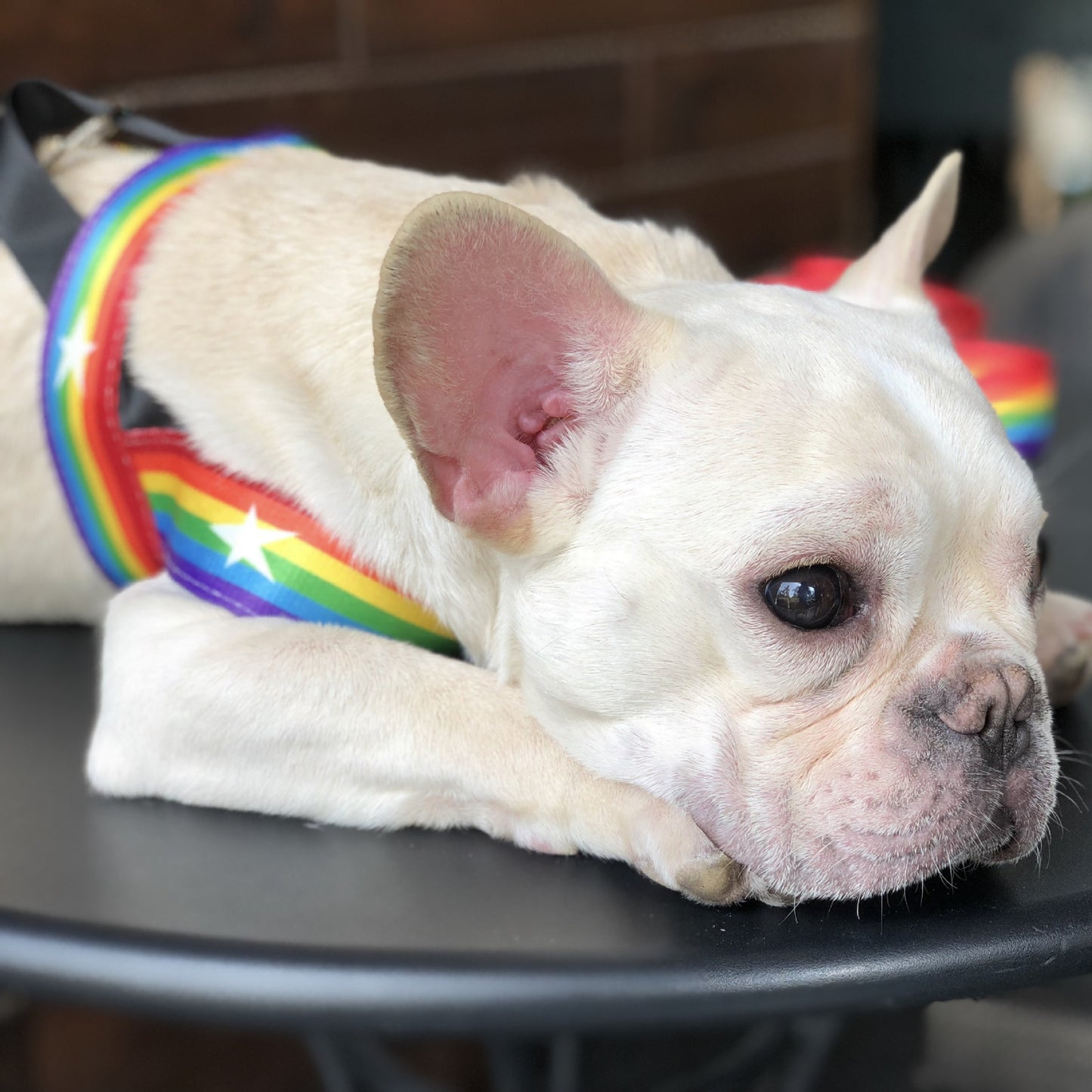 Rainbow Dog Leash Harness Set