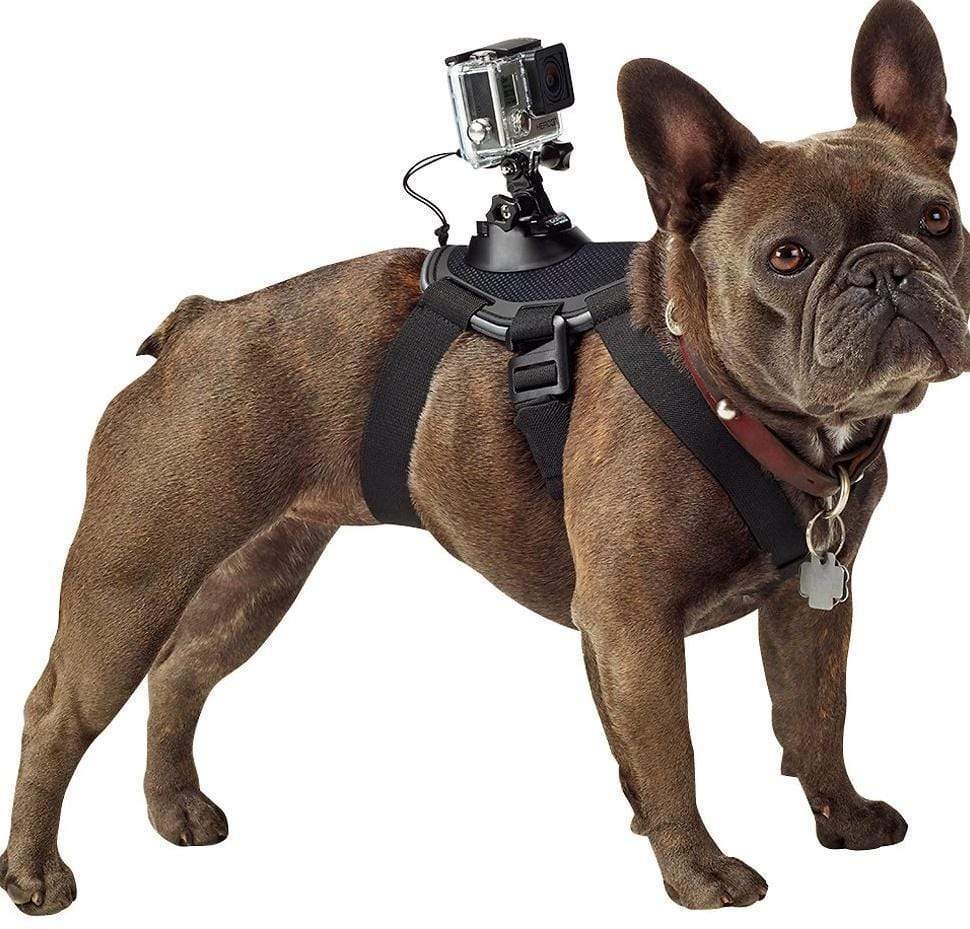 Camera Attachment Dog Vest