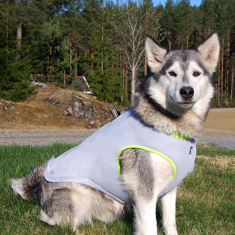 Dog Traction Harness Cooling Jacket