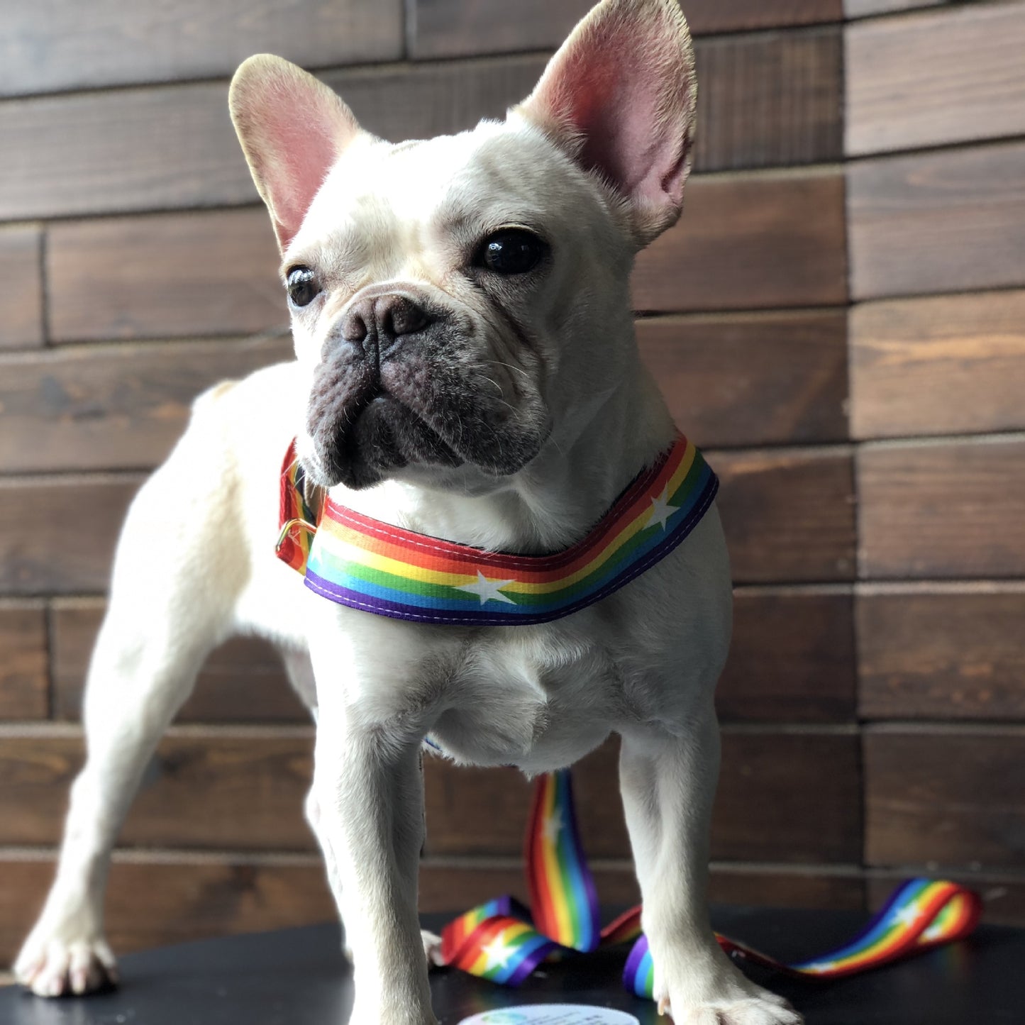 Rainbow Dog Leash Harness Set