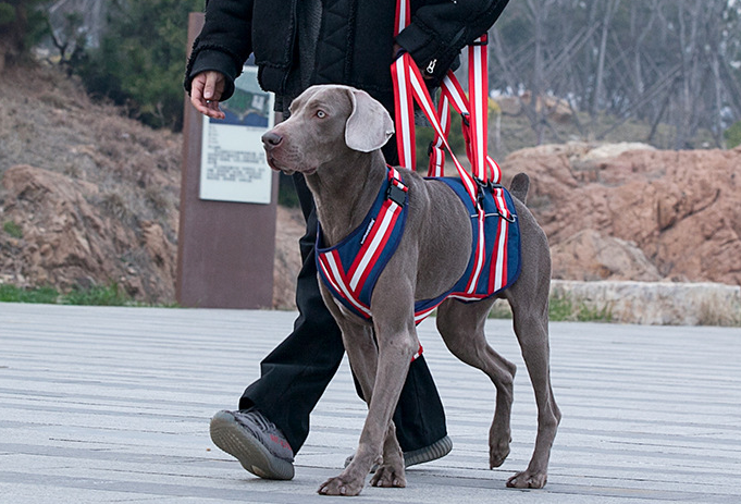 Shoulder Strap Lifting Dog Harness