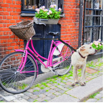 Bicycle Walking Dog Leash