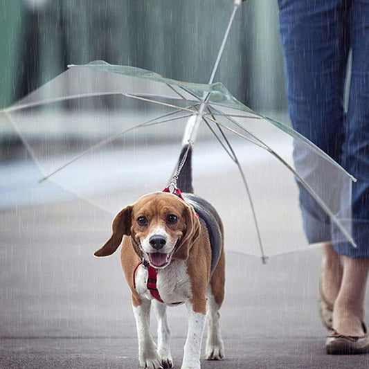 Walking Rain Umbrella Dog Leash